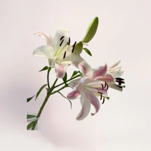 1 веточка розовой лилии Алматы
