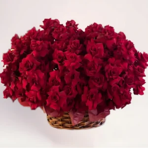 101 красная французская роза в корзине в Алматы