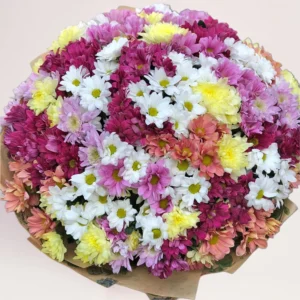 51 хризантема радужная Алматы